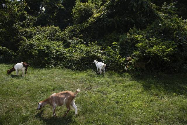 1504129_web1_gtr-NorwinGoats003-080719