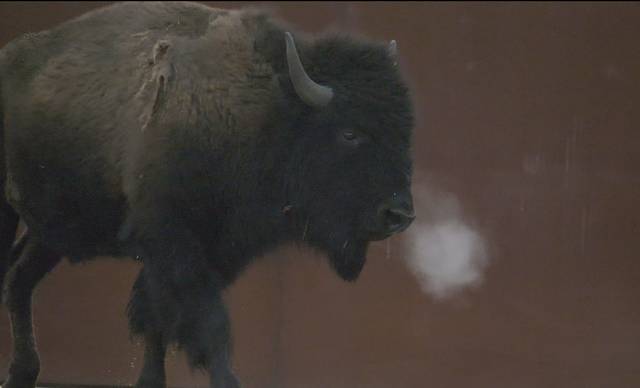 1512395_web1_GTR-BISON11