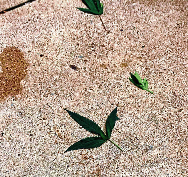 1516783_web1_vnd-apollograss4-080919
