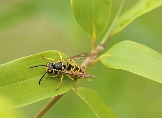 1534802_web1_web-wasp