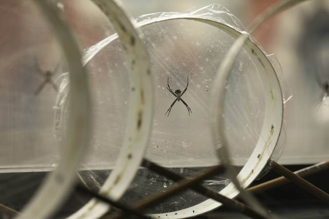 Library of spider silk could hold secrets for new materials