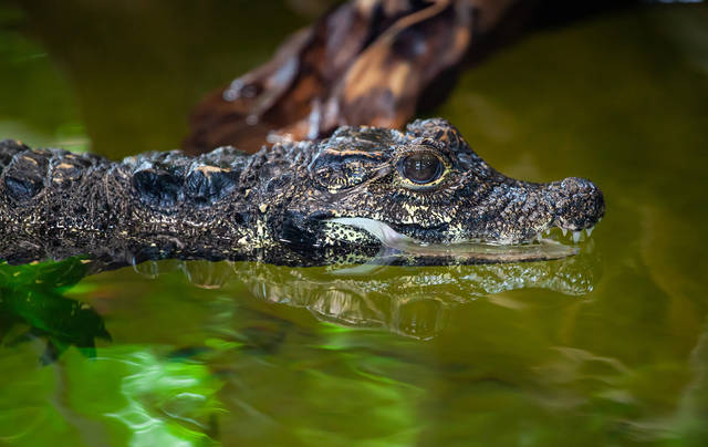1544988_web1_west-african-dwarf-crocodile-4339216_1920