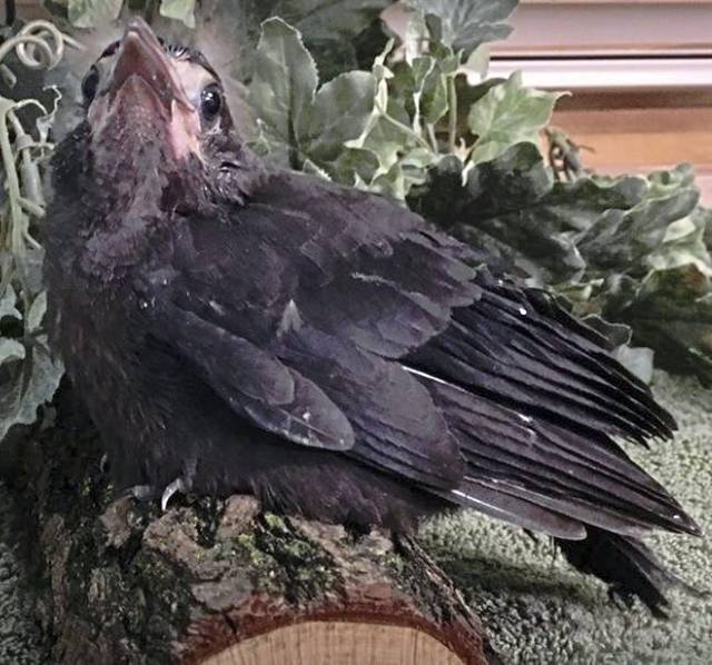 Wildbird Recovery hosts Fall Migration Festival in Valencia