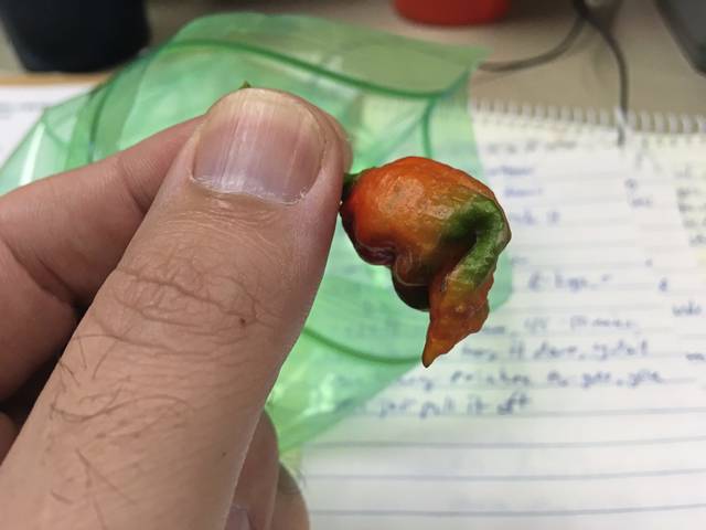 1546699_web1_gtr-TasteTestPepper-081619