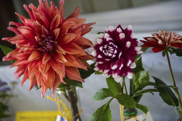 1550198_web1_gtr-lo-FairPics015-081719
