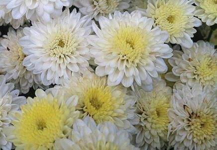 Mum Sale hosted by Greybrooke Garden Club in McCandless Crossing