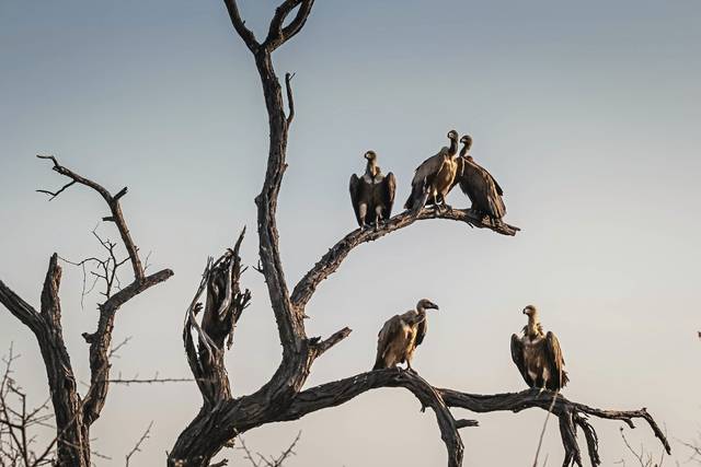 1556145_web1_vultures-1081751_1920