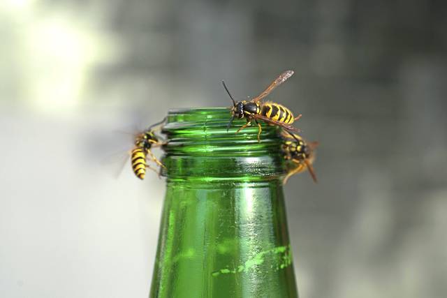1559935_web1_gtr-liv-bugs-08231901-082319