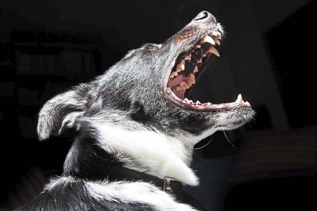 1565242_web1_web-barkingdog