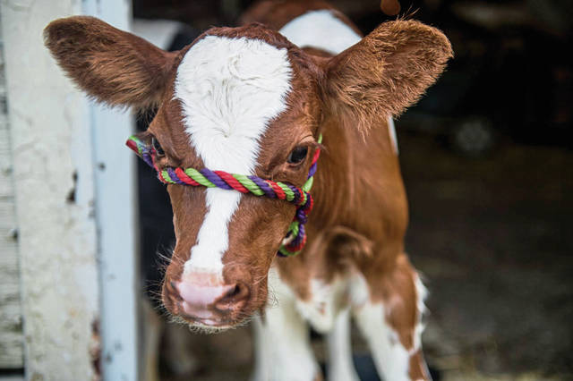 1569762_web1_gtr-fairbabycow001-082219