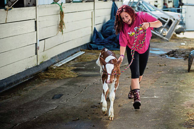 1569762_web1_gtr-fairbabycow005-082219