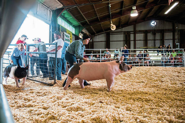 1570080_web1_gtr-pigsisters006-082219