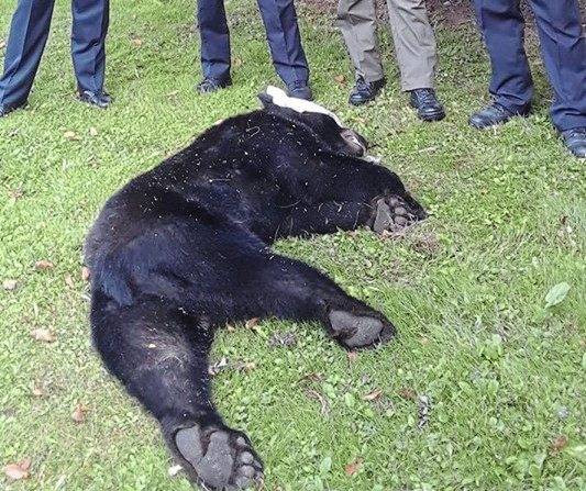 1576419_web1_vnd-edinboroBear-082319