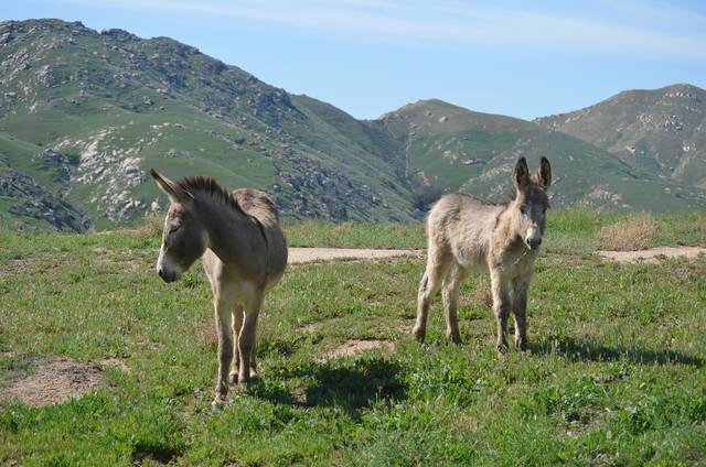 1585397_web1_wild-burro-3360080_1920