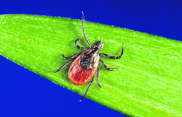 1596924_web1_ptr-lymedisease-091018