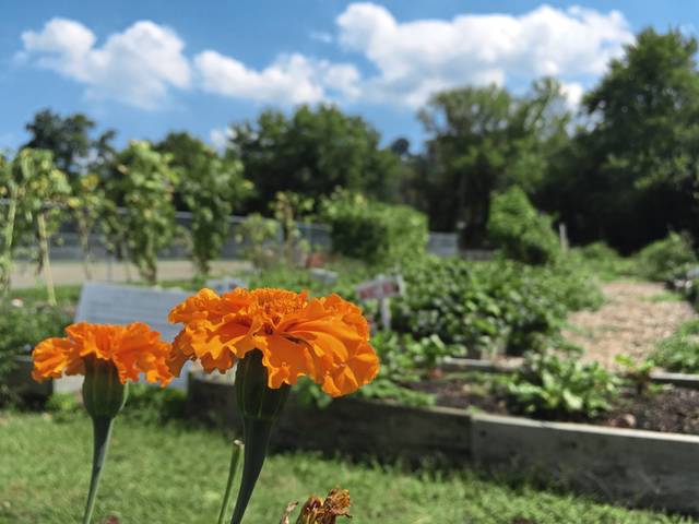 1623631_web1_vnd-gardenworkday2-090419