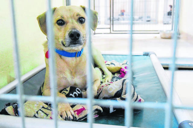 Pets brought to Animal Friends in preparation for Hurricane Dorian