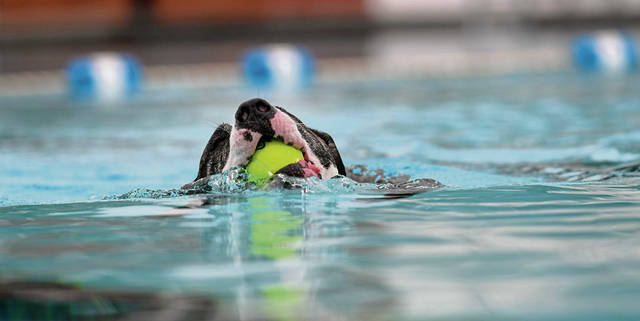 1627841_web1_GTR-PoochesPool2-090819