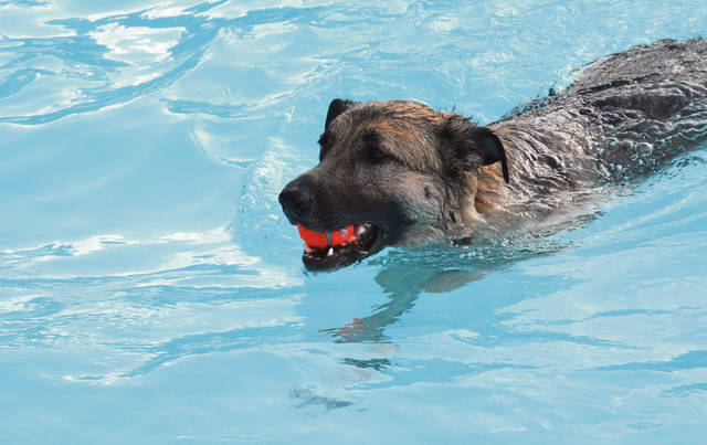 1630897_web1_Te-BelAirepool18-091219