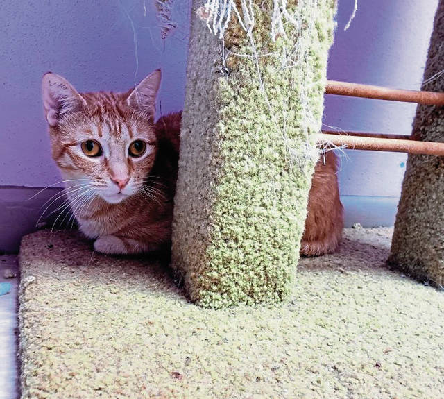 1632319_web1_vnd-NKcats1-090619