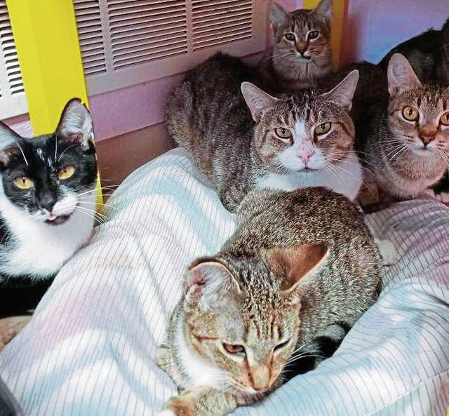 1632319_web1_vnd-NKcats4-090619