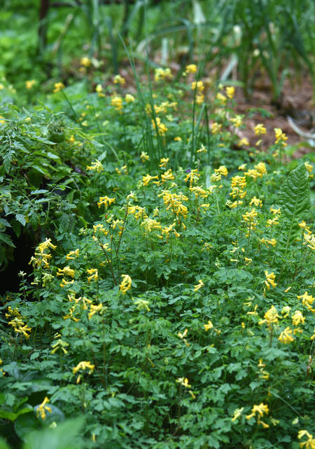 1632918_web1_gtr-liv-perennials10-090619