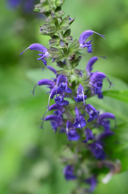 1632918_web1_gtr-liv-perennials4-090619