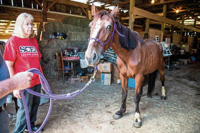 1633057_web1_gtr-horseauction003-090619