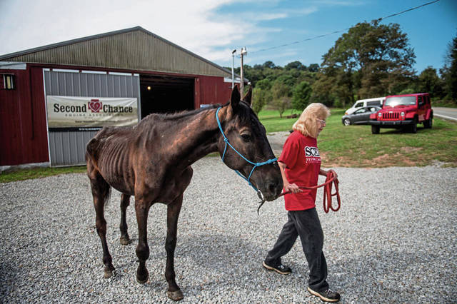 1633057_web1_gtr-horseauction004-090619