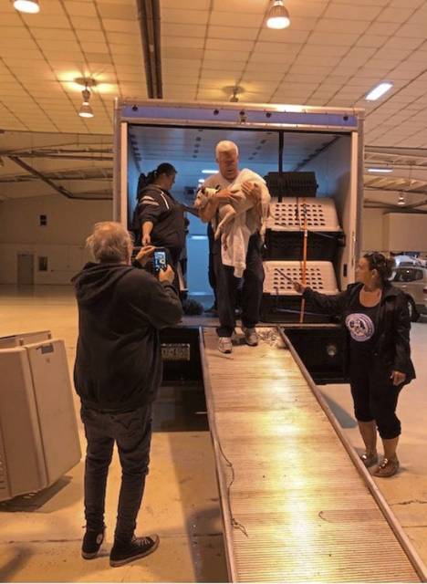 Animal Friends’ newest pets brought north ahead of Hurricane Dorian