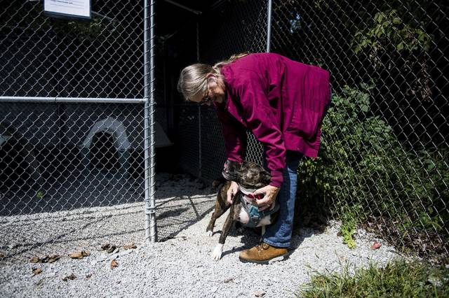 1638948_web1_gtr-hurricanedogs001-090719