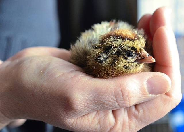 1646535_web1_web-chick