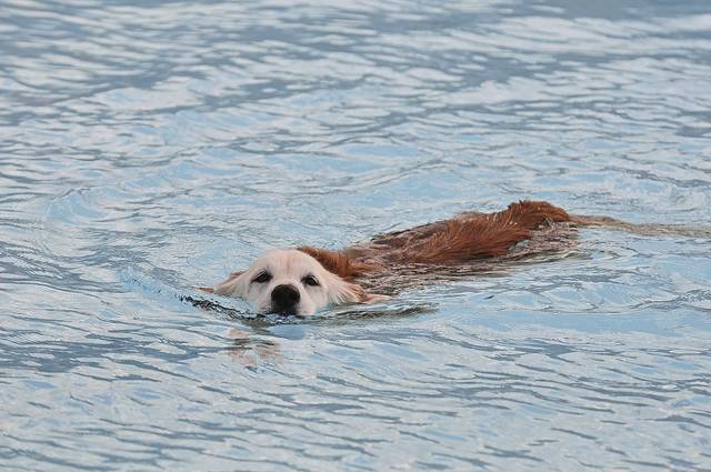Hampton Community Pool hosts inaugural Dog Day