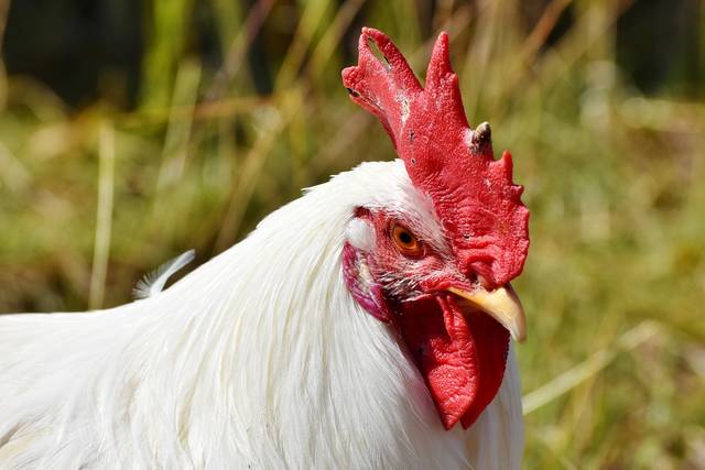 1655863_web1_web-chicken