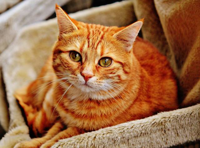 1660325_web1_cat-1046544_1920
