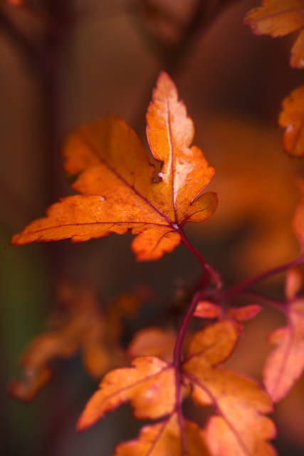 1665480_web1_tree_planting_information_1