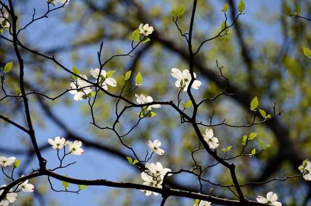 1665480_web1_tree_planting_information_2