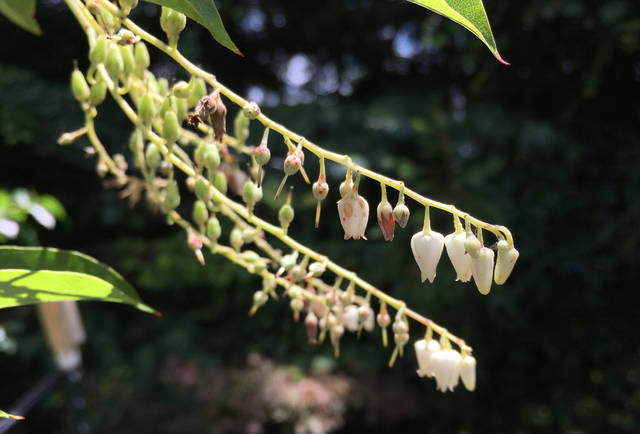 1665480_web1_tree_planting_information_5