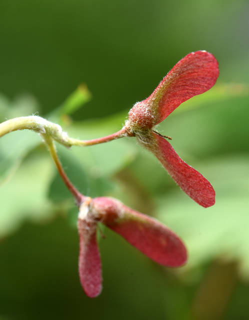 1665480_web1_tree_planting_information_6