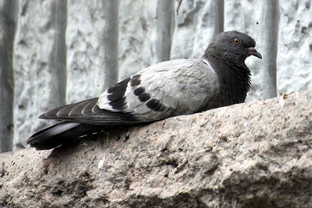 1680818_web1_web-pigeon