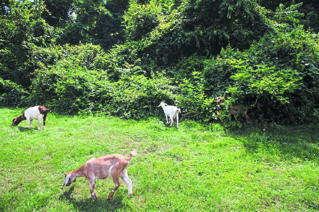 1681689_web1_gtr-NorwinGoats003-080719