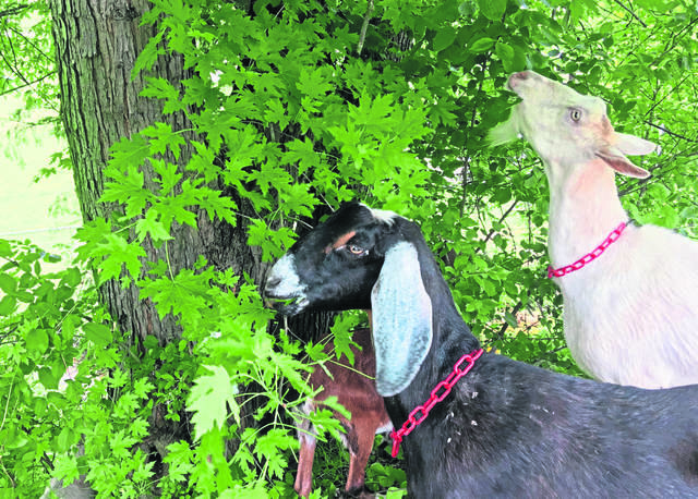 1681689_web1_gtr-goats10-060819
