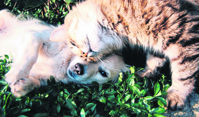 1690803_web1_WEB-dog-and-cat.jpeg