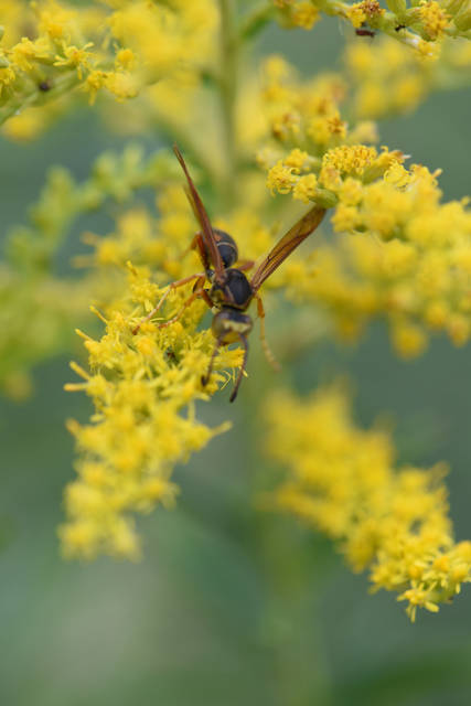1691395_web1_gtr-liv-pollinator2-092019