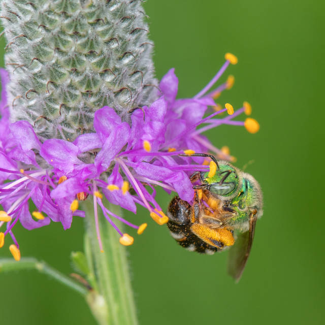 1691395_web1_gtr-liv-pollinator3-092019
