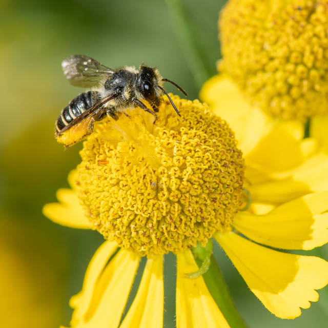 1691395_web1_gtr-liv-pollinator4-092019