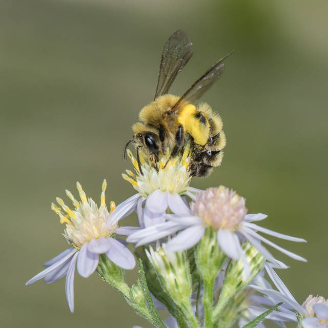 1691395_web1_gtr-liv-pollinator5-092019