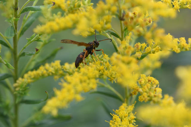 1691395_web1_gtr-liv-pollinator6-092019