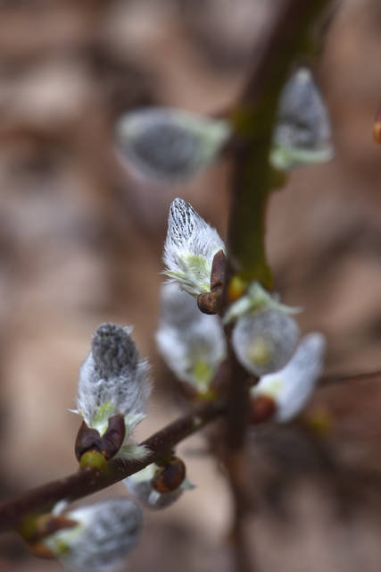 1691395_web1_gtr-liv-pollinator7-092019