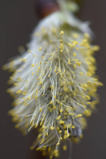 1691395_web1_gtr-liv-pollinator8-092019
